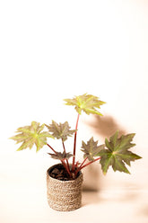 Begonia heracleifolia var. nigricans